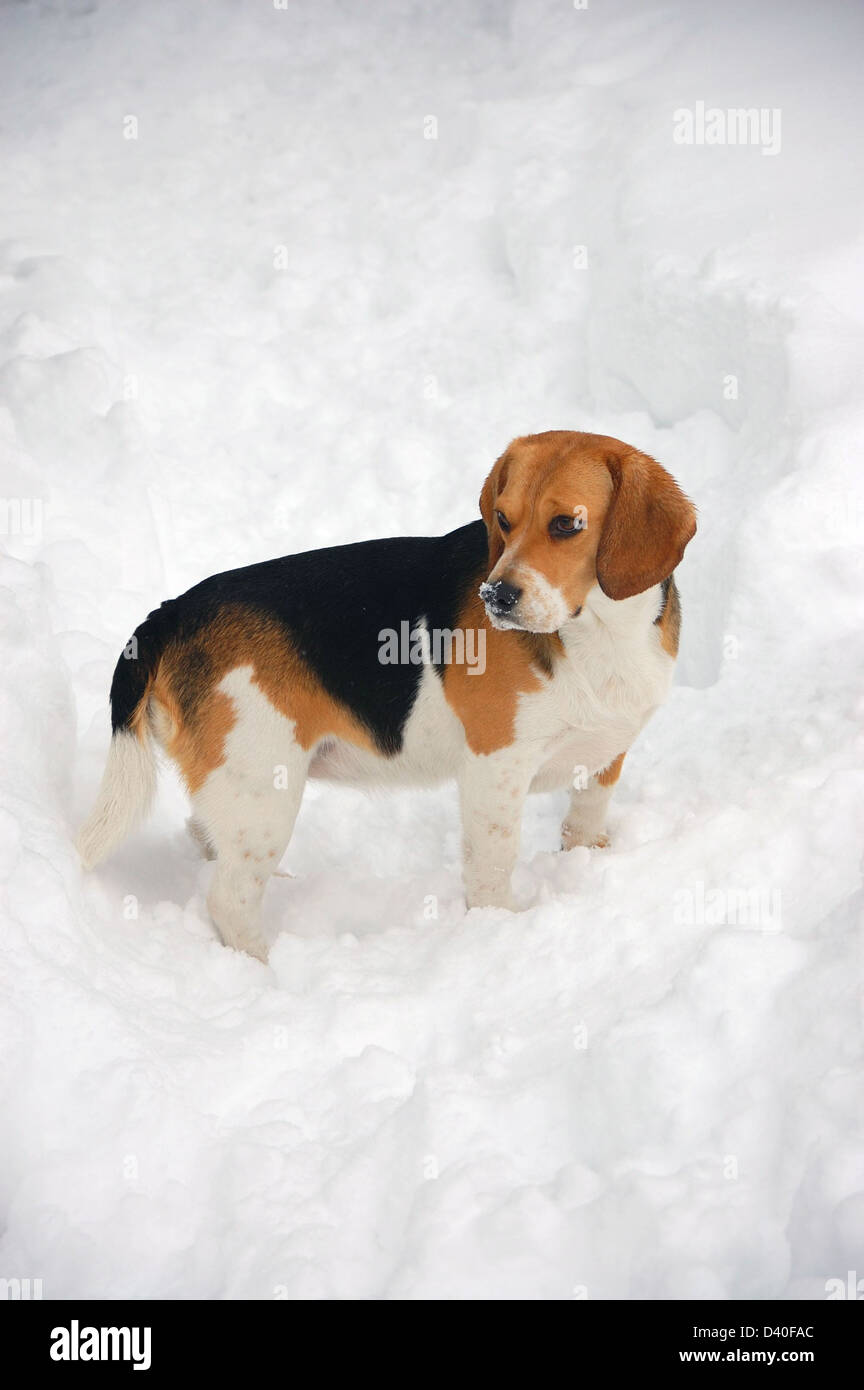 Beagle in giardino dopo la tempesta di neve Foto Stock