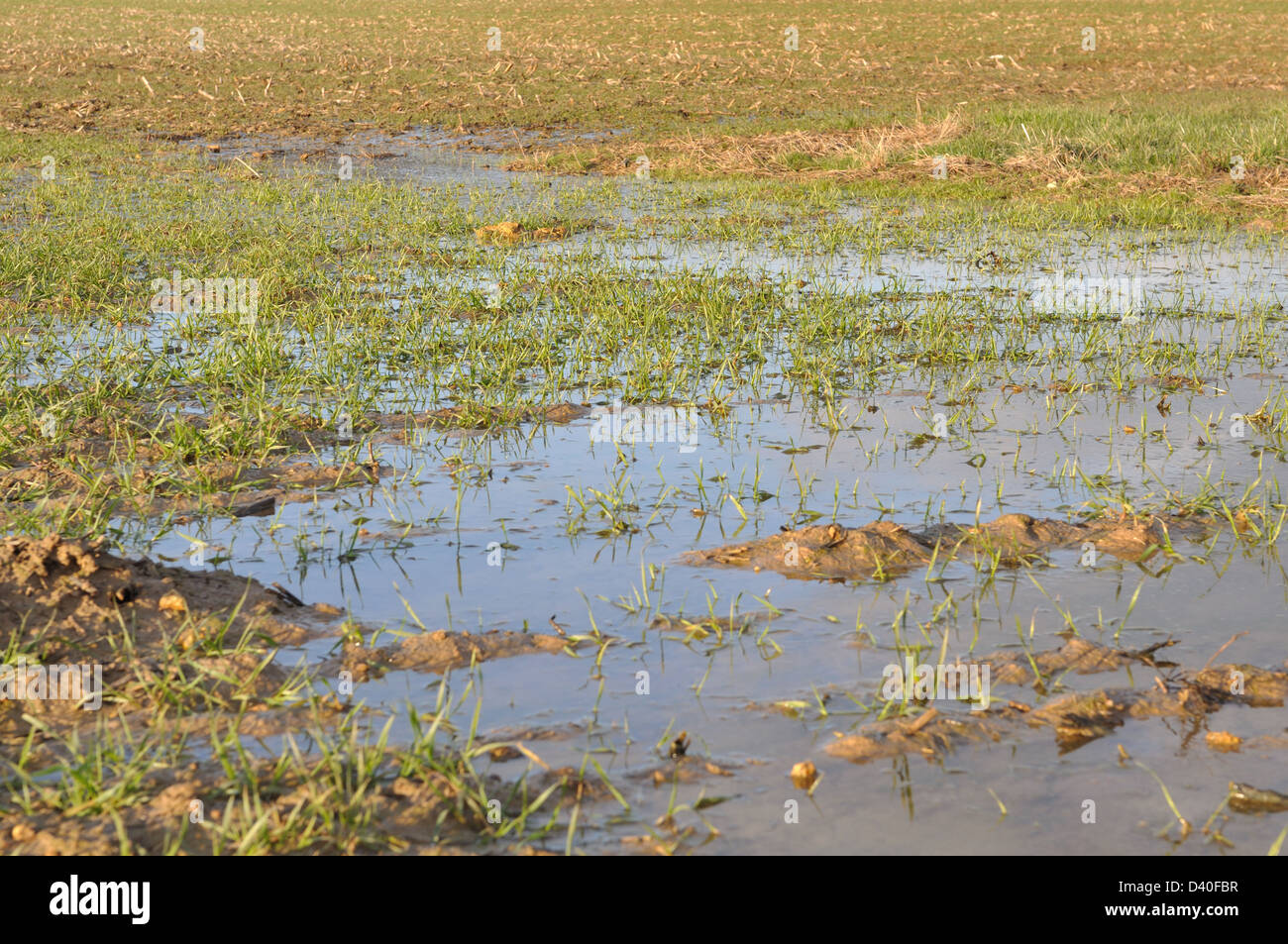 Campi di grano coperti con pozzanghere Foto Stock