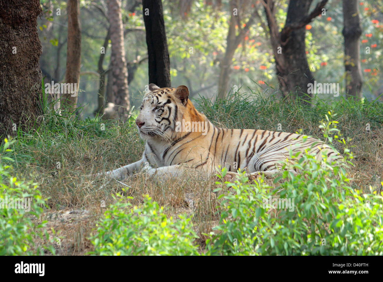 Bianco tigre indiana Foto Stock