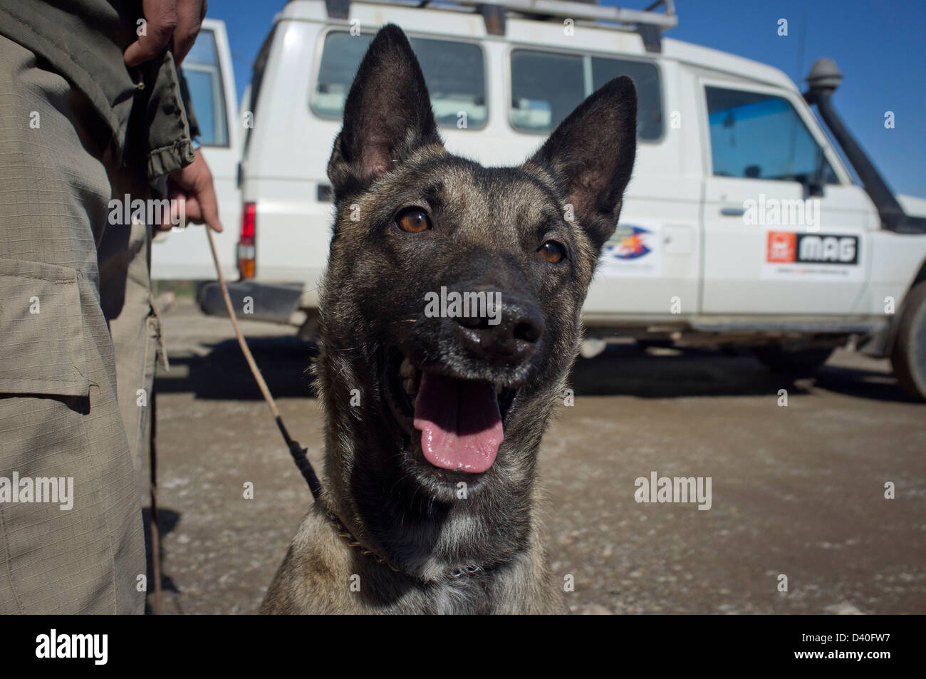 Il rilevamento delle mine cane " Rihanna', un pastore belga, a MAG Iraq Chamchamal della base. Foto Stock