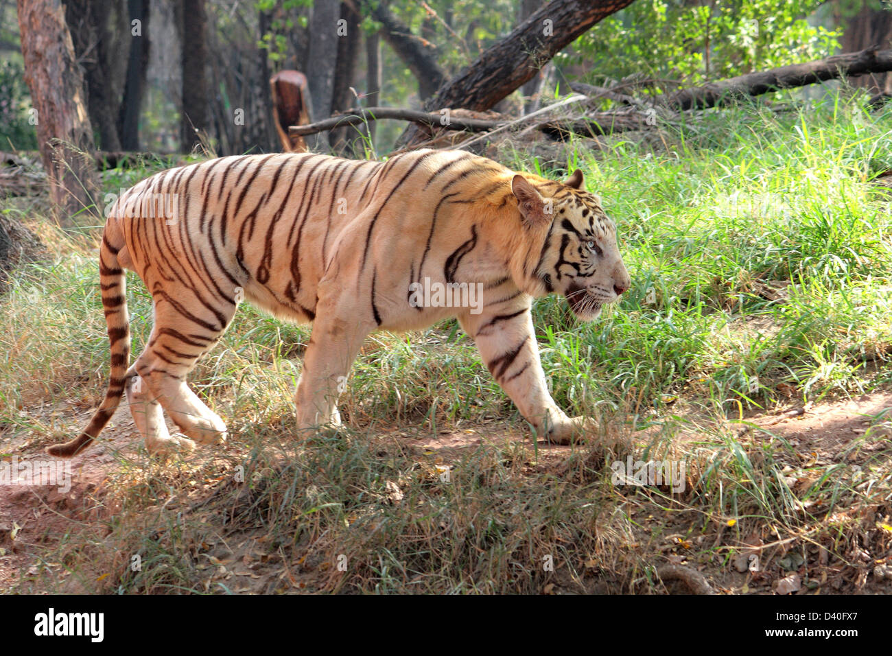 Bianco tigre indiana Foto Stock