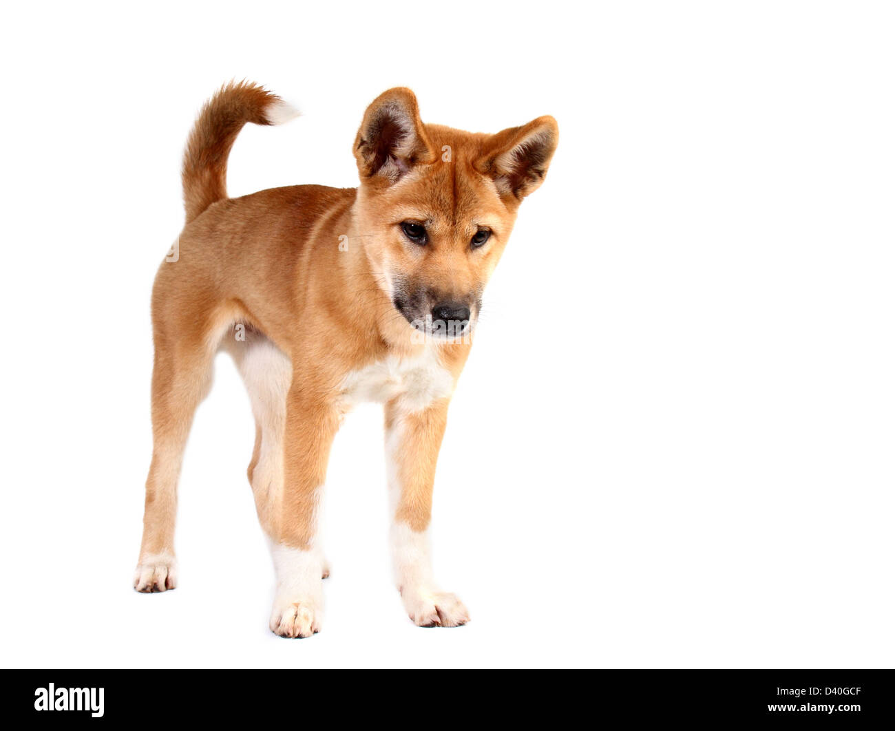Dingo in studio Foto Stock