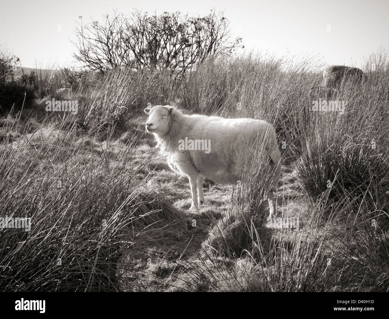 Immagine monocromatica di una pecora back lit in piedi su un terreno accidentato con erba e ginestre Foto Stock