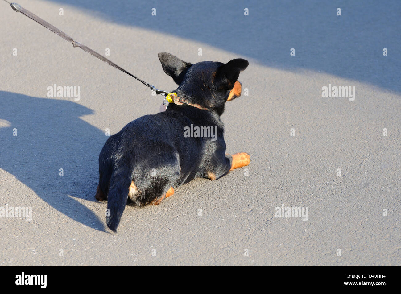 Cucciolo sdraiato su una derivazione Foto Stock