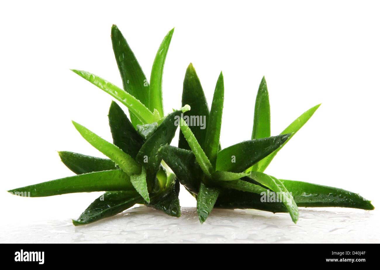 Aloe vera Foto Stock