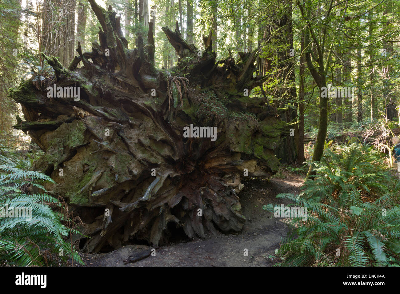 Radice poco profonda piattaforma del vecchio caduto coast redwood (Sequoia sempervirens) nei fondatori Grove, Humboldt Redwoods State Park, STATI UNITI D'AMERICA Foto Stock