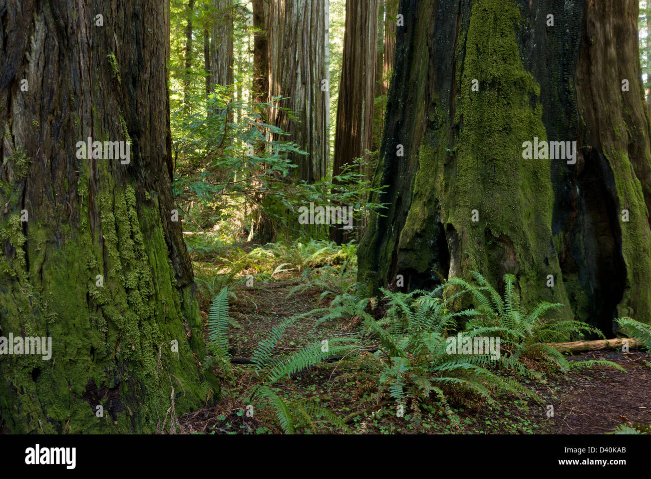 Lussuoso fern-costa ricca redwood / sequoia gigante di foresta in fondatori Grove, Humboldt Redwoods State Park, California Foto Stock
