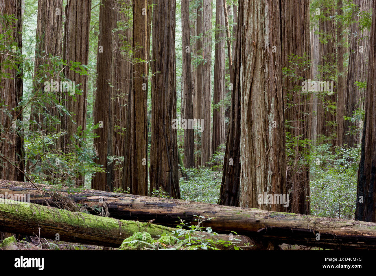 Coast redwood forest al Rockefeller Grove, Humboldt Redwoods State Park Avenue dei giganti, CALIFORNIA, STATI UNITI D'AMERICA Foto Stock