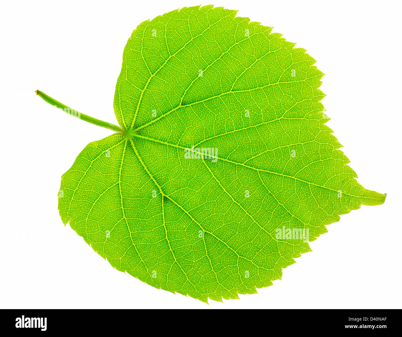 Fresco e verde lime tree leaf macro su bianco Foto Stock