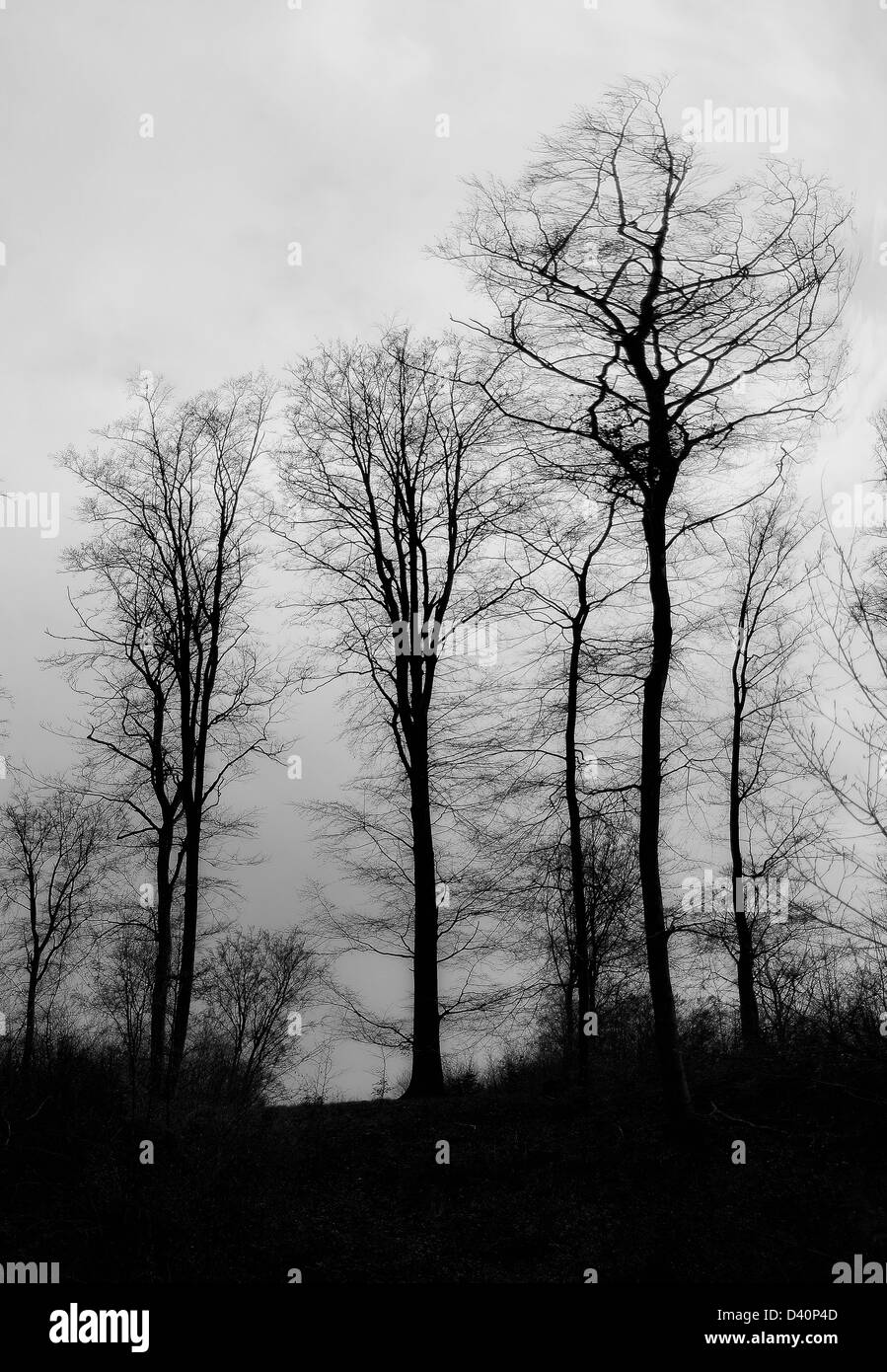 Silhouette di alberi con crescente oscurità Foto Stock