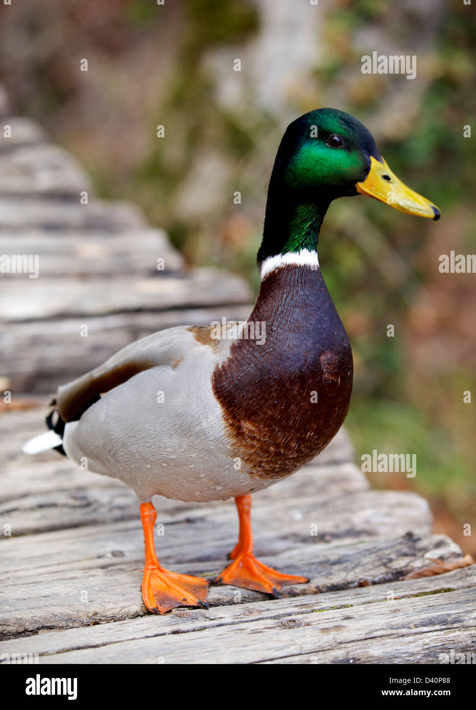 Immagine ravvicinata di un maschio di Mallard duck, prese, il Parco Nazionale dei Laghi di Plitvice, Plitvice, Croazia, Europa Foto Stock