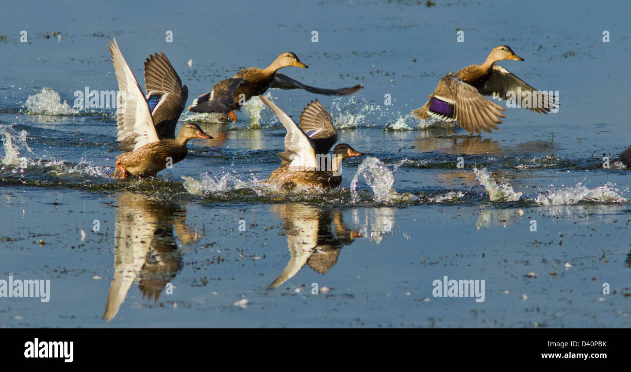 Le femmine le anatre bastarde in volo Foto Stock