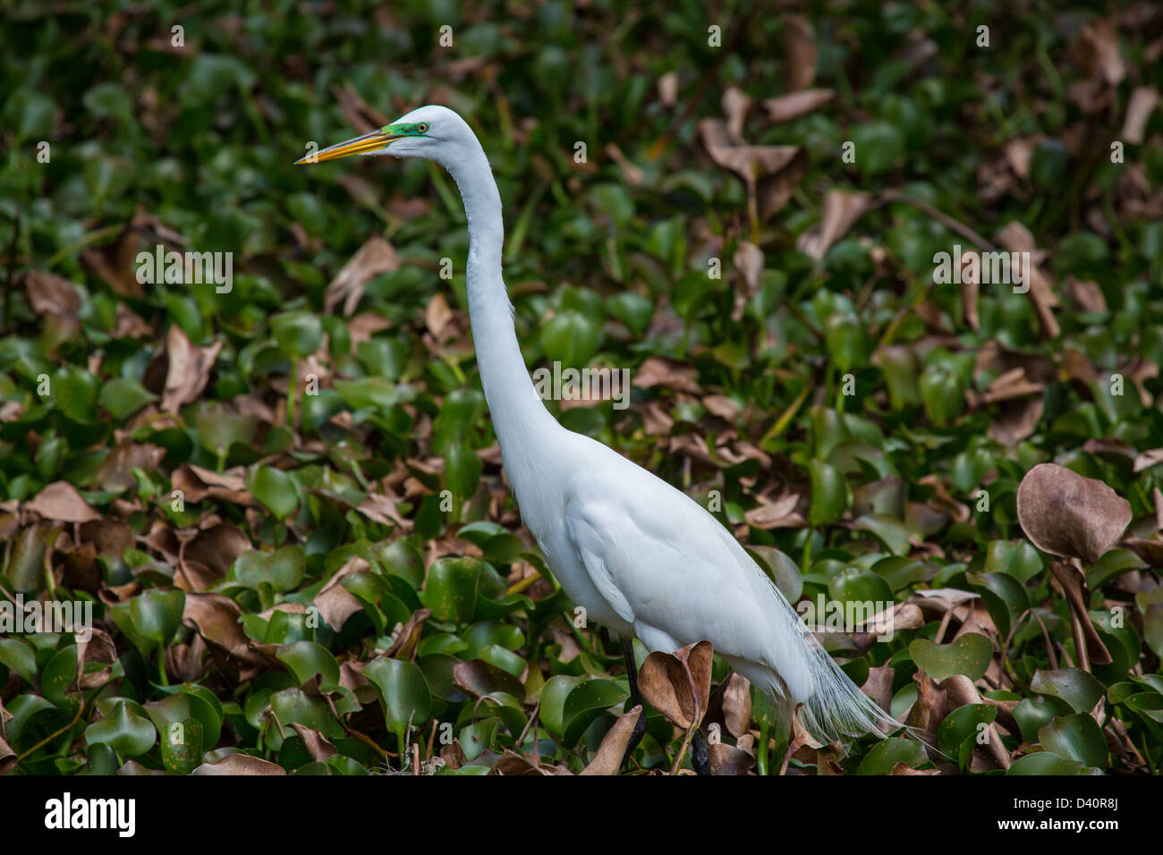 Airone bianco maggiore o American Garzetta nella lattuga Lago Parco Regionale nella contea di Hillsborough Florida Foto Stock