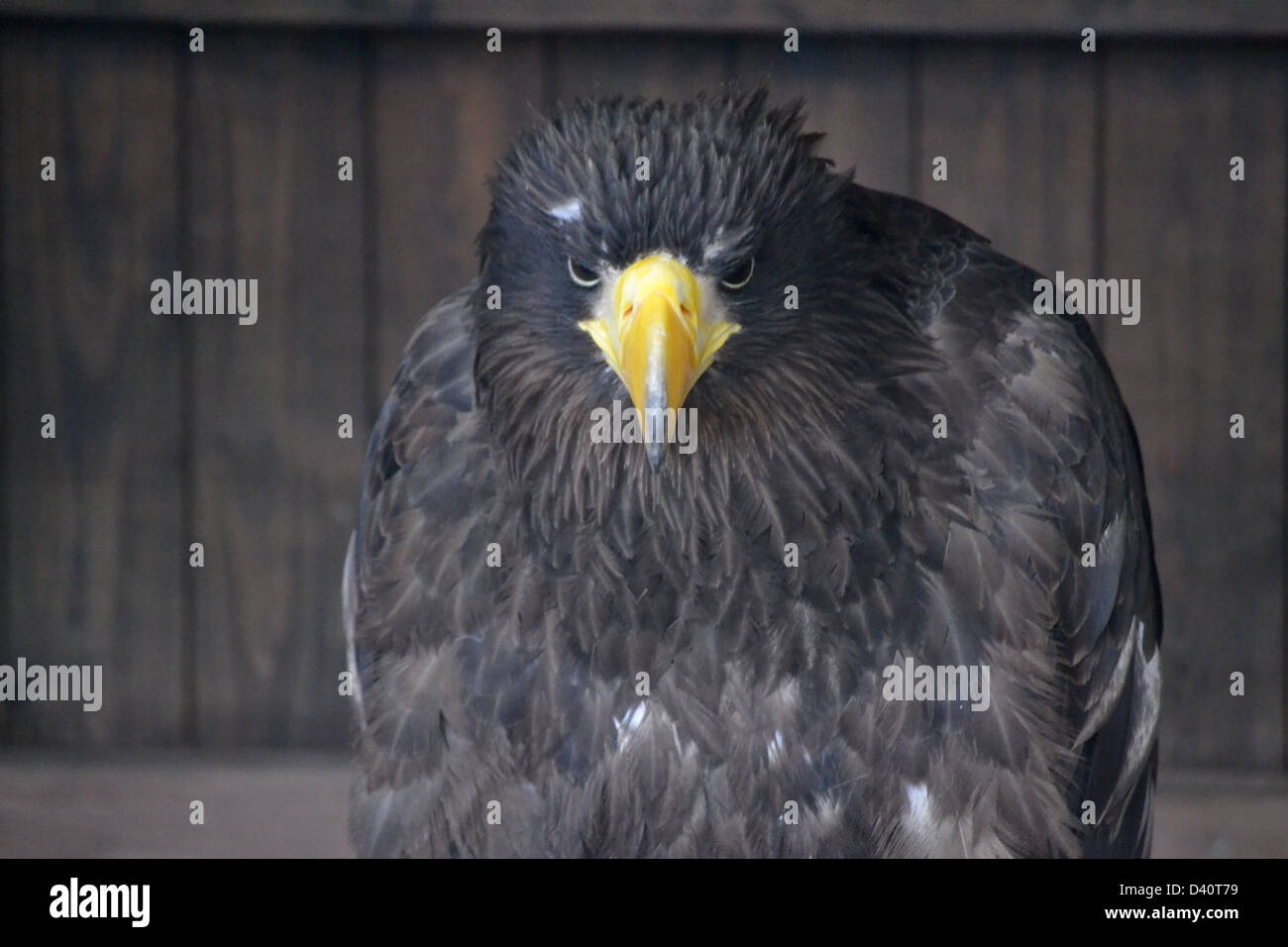 Falco di Harris Foto Stock