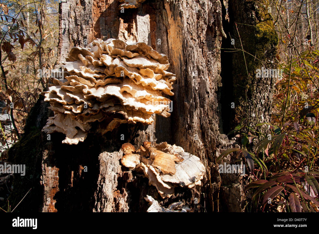 Ripiano funghi - Pisgah National Forest - nei pressi di Brevard, North Carolina, STATI UNITI D'AMERICA Foto Stock