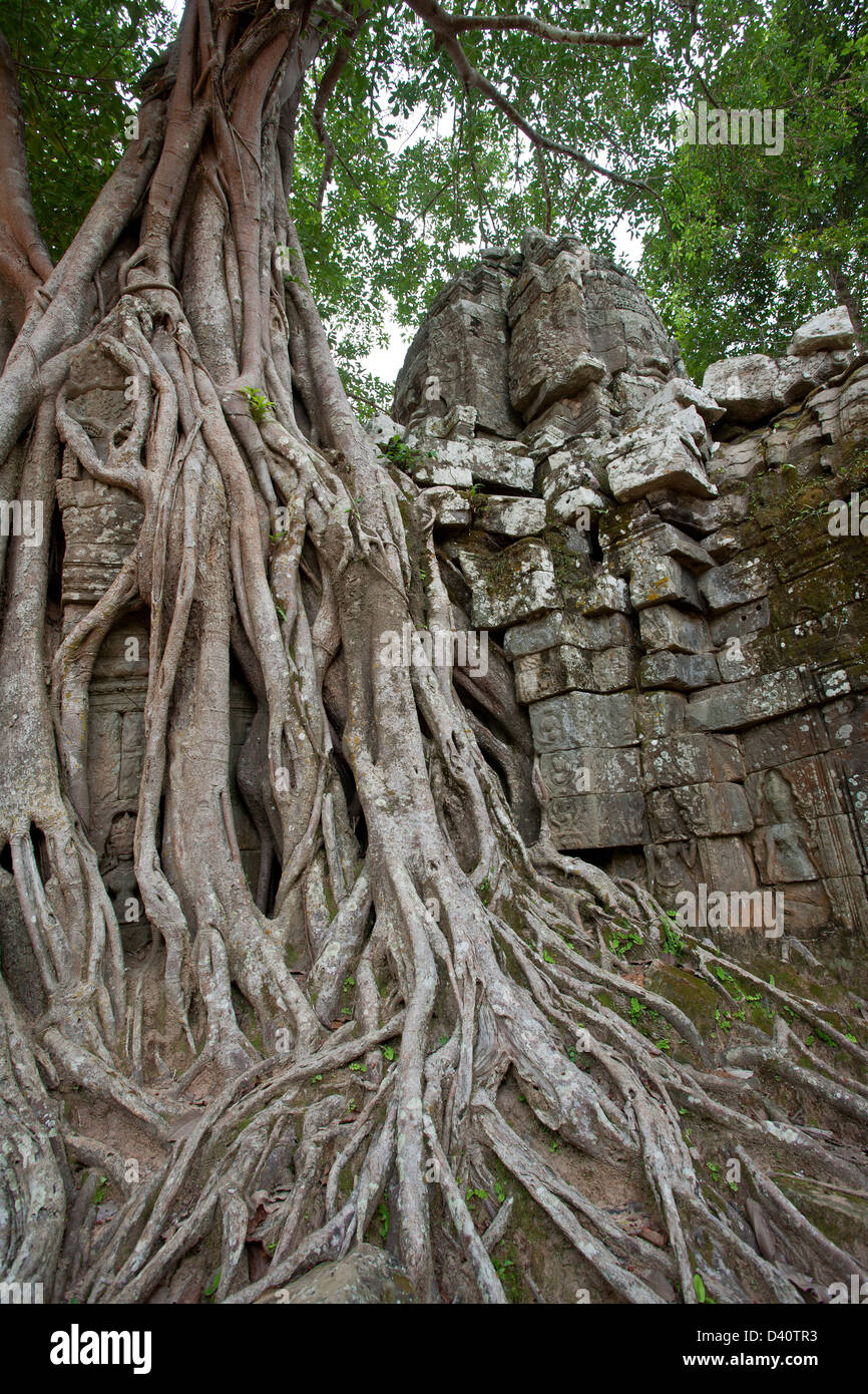 Strangler fig tree. Ta Som tempio. Angkor. Cambogia Foto Stock