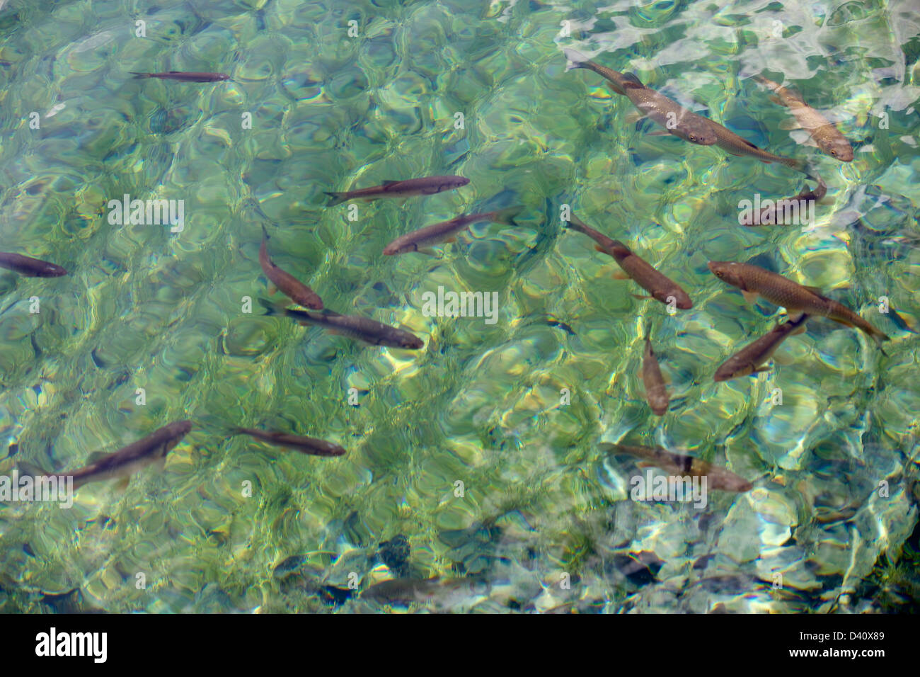 Scuola di pesce nelle chiare acque del Parco Nazionale dei Laghi di Plitvice, Plitvice, Croazia, Europa Foto Stock