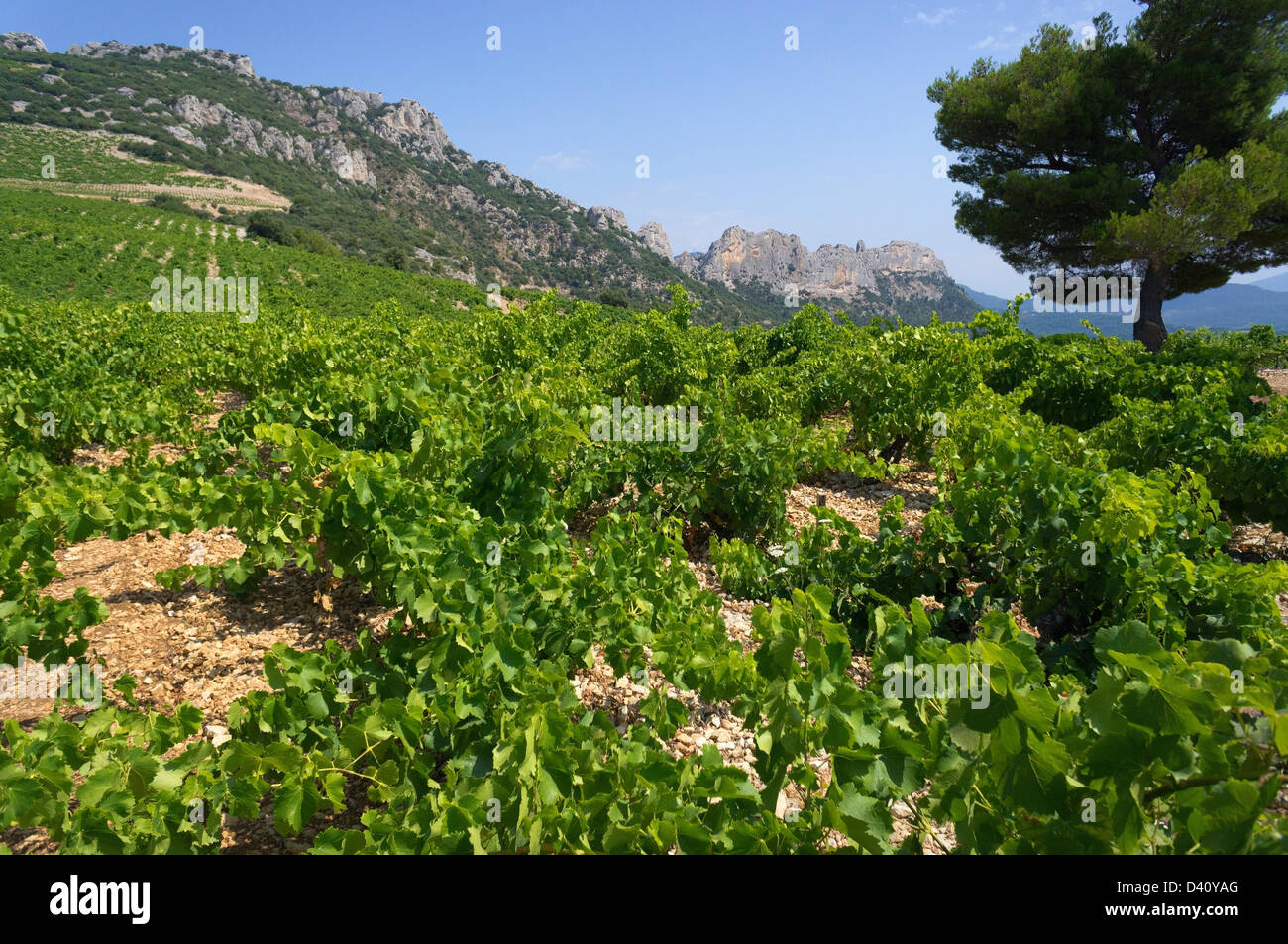 I vigneti e la Dentelle de Montmirail Mountains National Park, Vaucluse Provence, Francia Foto Stock