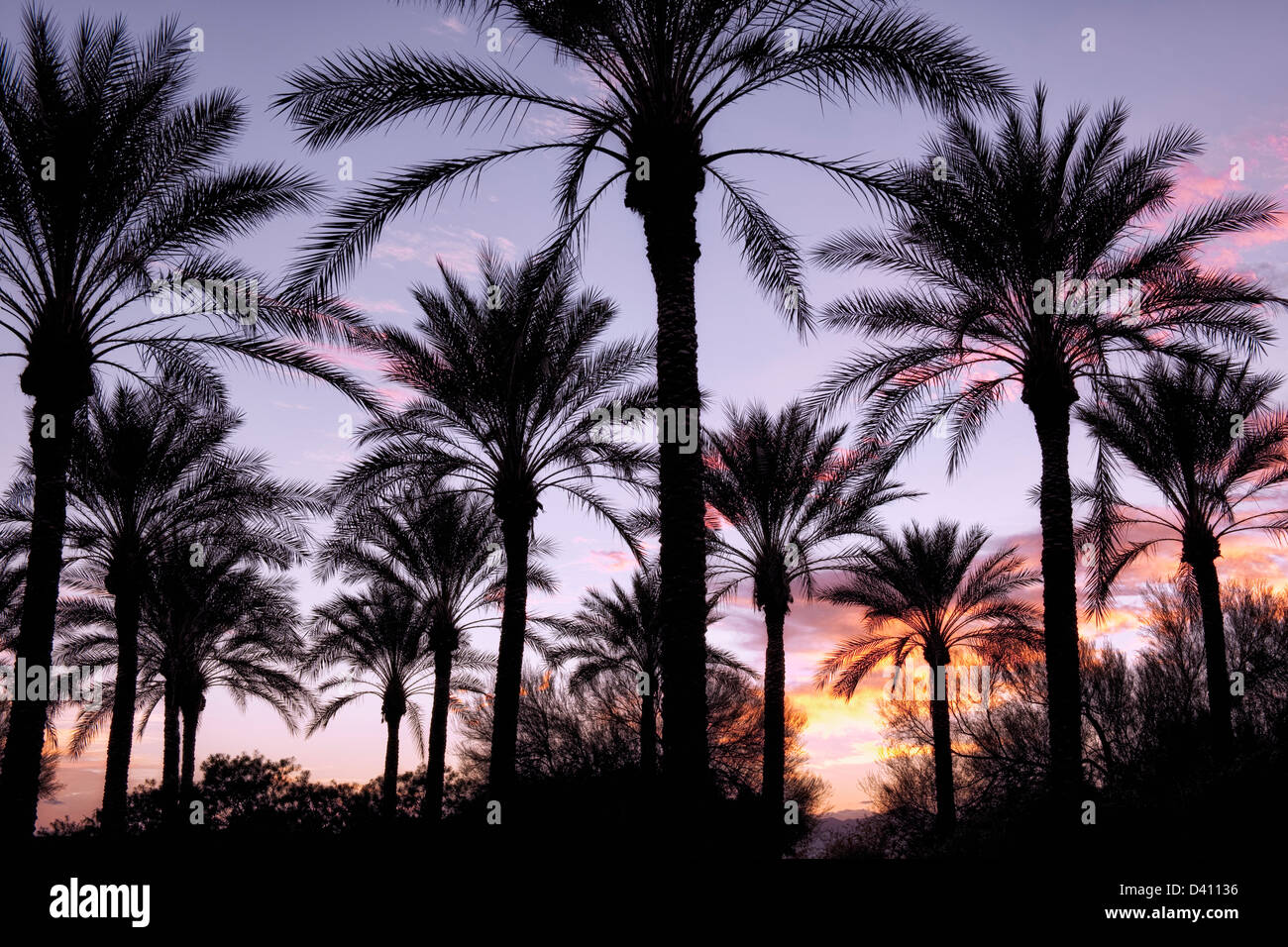Sunset silhouette di palme a sorpresa, Arizona. Foto Stock