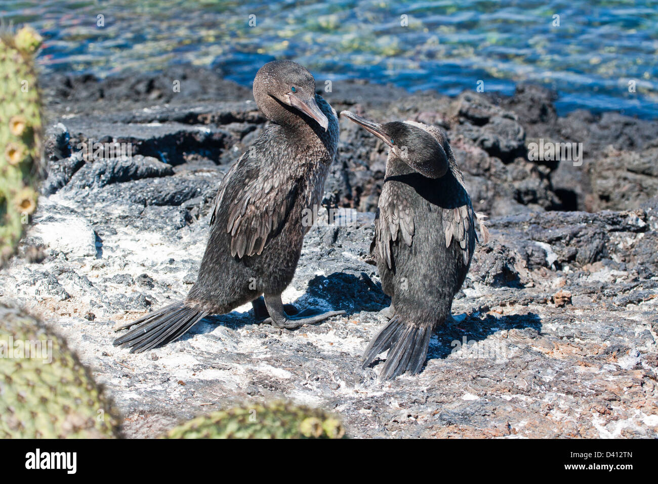 Ecuador Isole Galapagos, Isla Isabella, Flightless cormorani (Nannopterum harrisi) a Punta Moreno Foto Stock