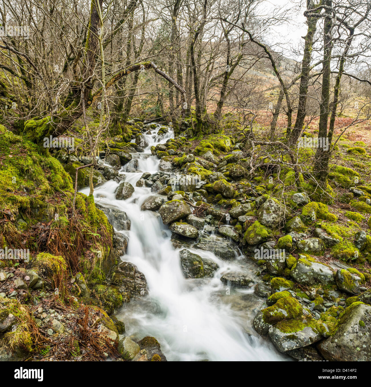 Piccolo ruscello che corre attraverso Scaleclose ceduo in inverno, Borrowdale, Cumbria, Lake District, England, Regno Unito Foto Stock