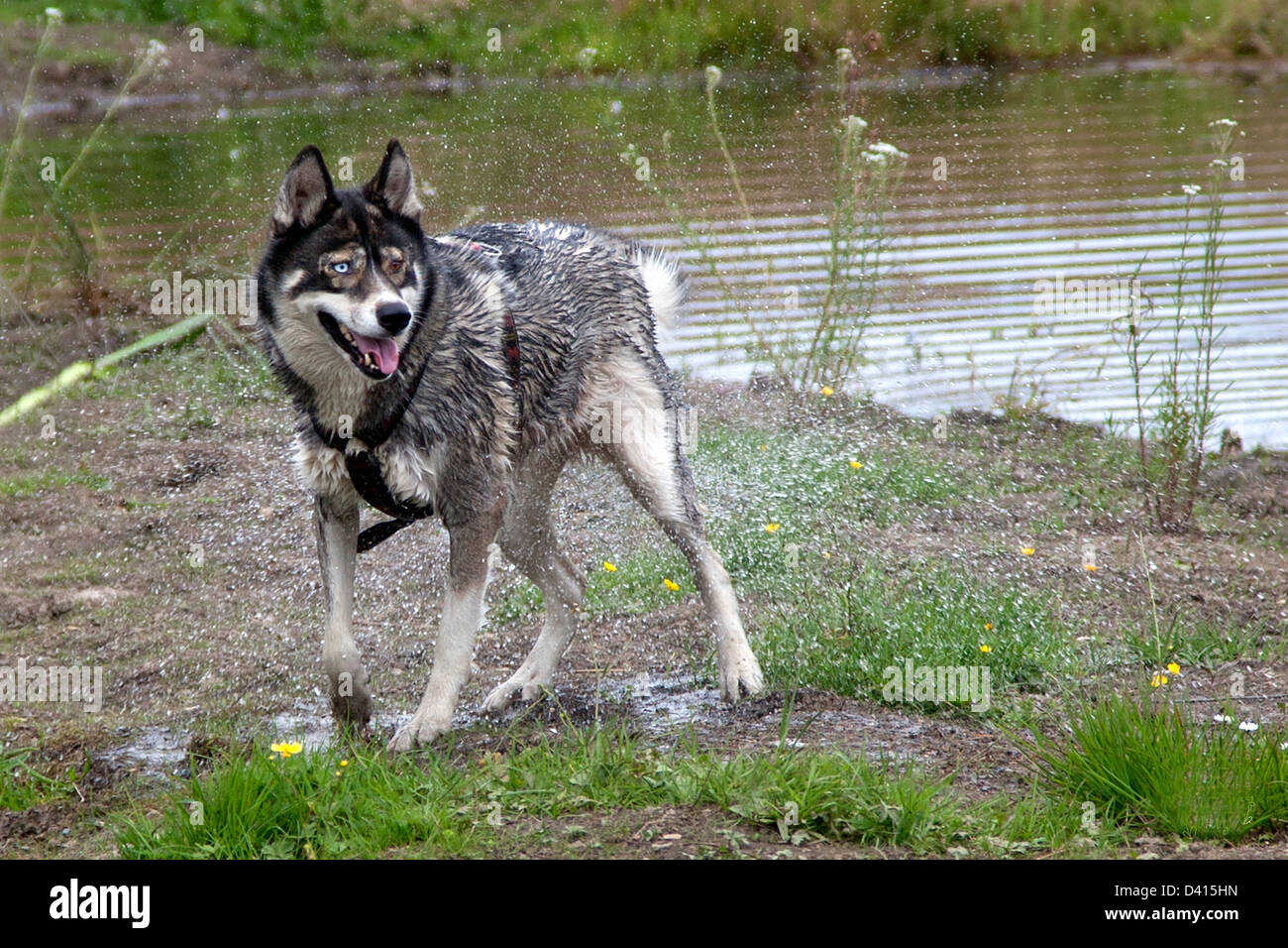 Un Siberian Husky cane scuotendo la sua pelliccia dopo la fuoriuscita di un loch fast otturatore utilizzato Foto Stock