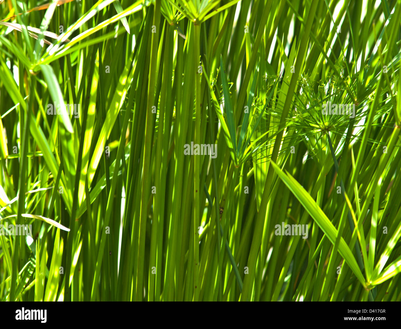 Primo piano di foglie verde papiro come sfondo Foto Stock