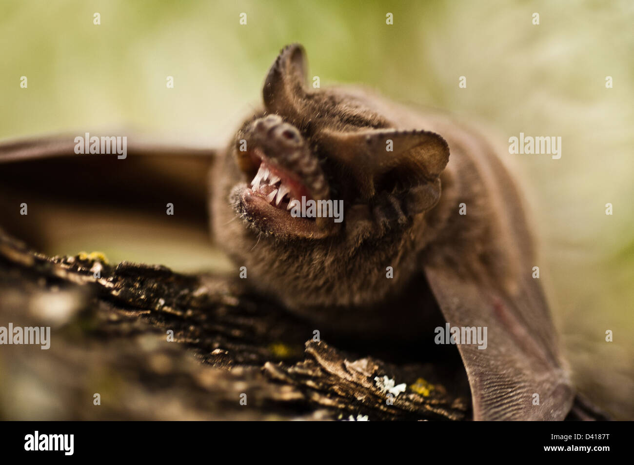 Un messicano di free-tailed bat (Tadarida brasiliensis) ululano e mostra i denti Foto Stock