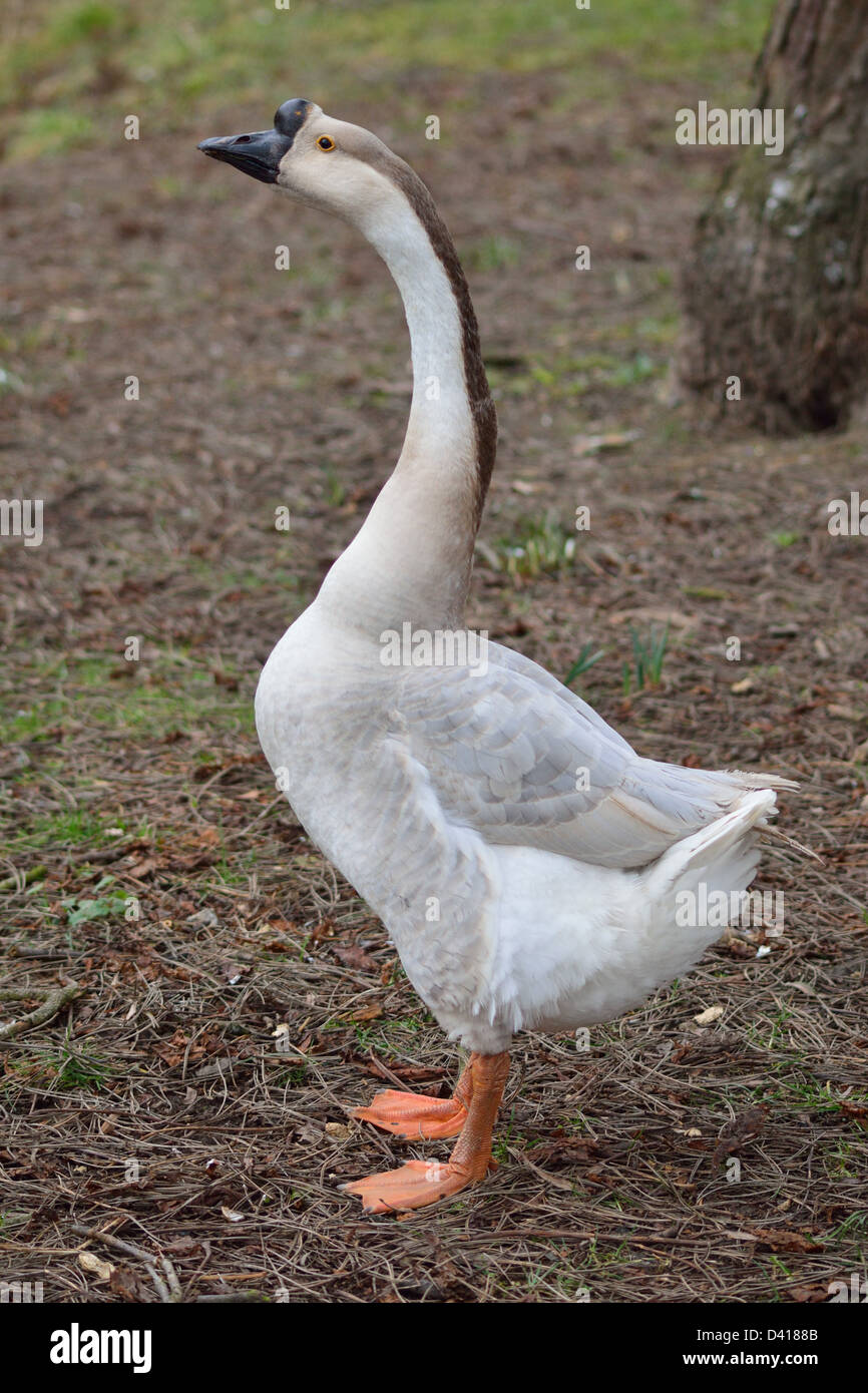 Goose lato sinistro profilo Foto Stock