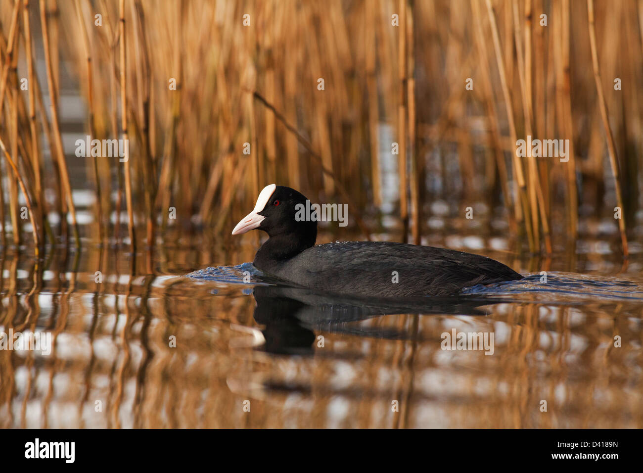 Un Eurasian Coot nuoto su un lago vicino alcune canne. Foto Stock