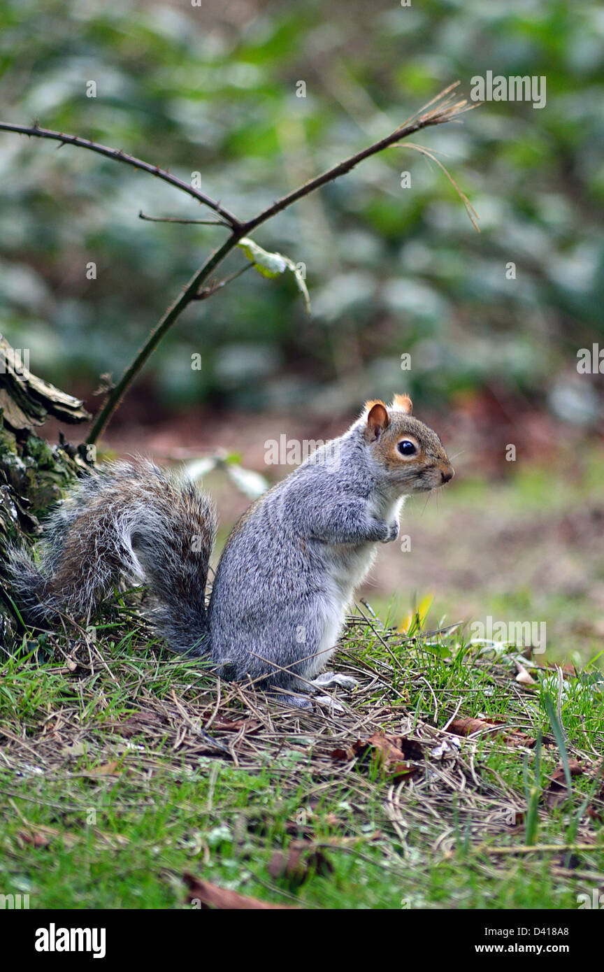 Scoiattolo grigio cercando per i dadi in Stewart Park Middlesbrough Foto Stock