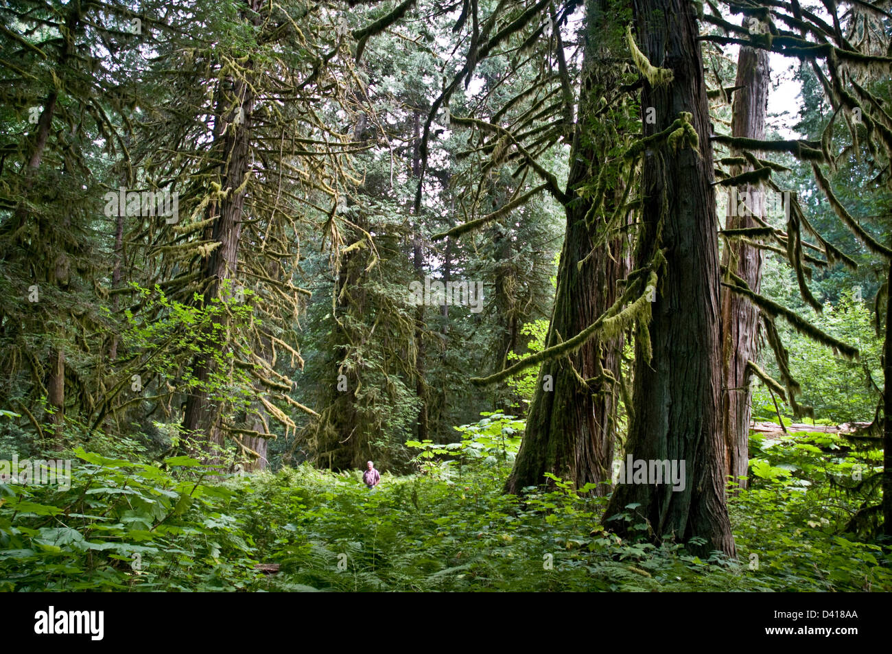 Un uomo in una gabbia di crescita vecchio western red cedri, Walker Island Park, nel grande orso nella foresta pluviale, Bella Coola, British Columbia, Canada. Foto Stock