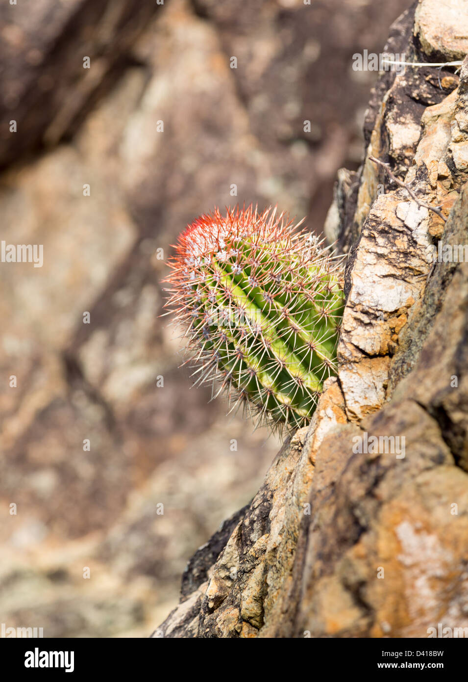 Close up dei Turchi Cap o testa di cactus che cresce in rocce dal mare in St Thomas Caraibi Foto Stock