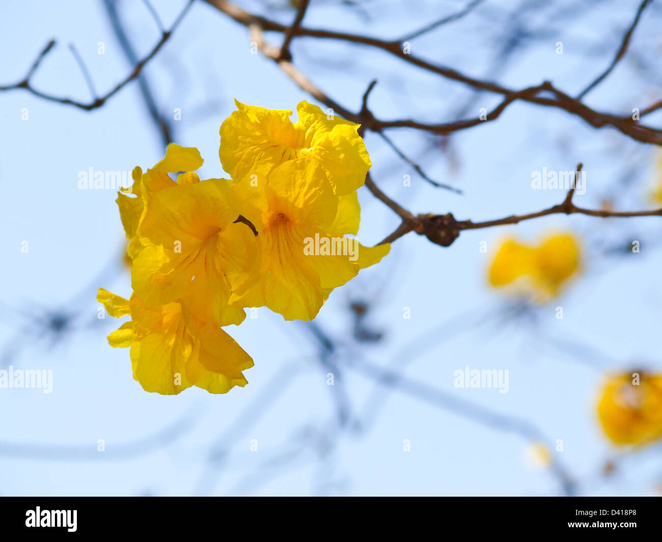Tabebuia chrysotricha (Mart. ex DC.) Standl, Chiang Rai, Thailandia Foto Stock