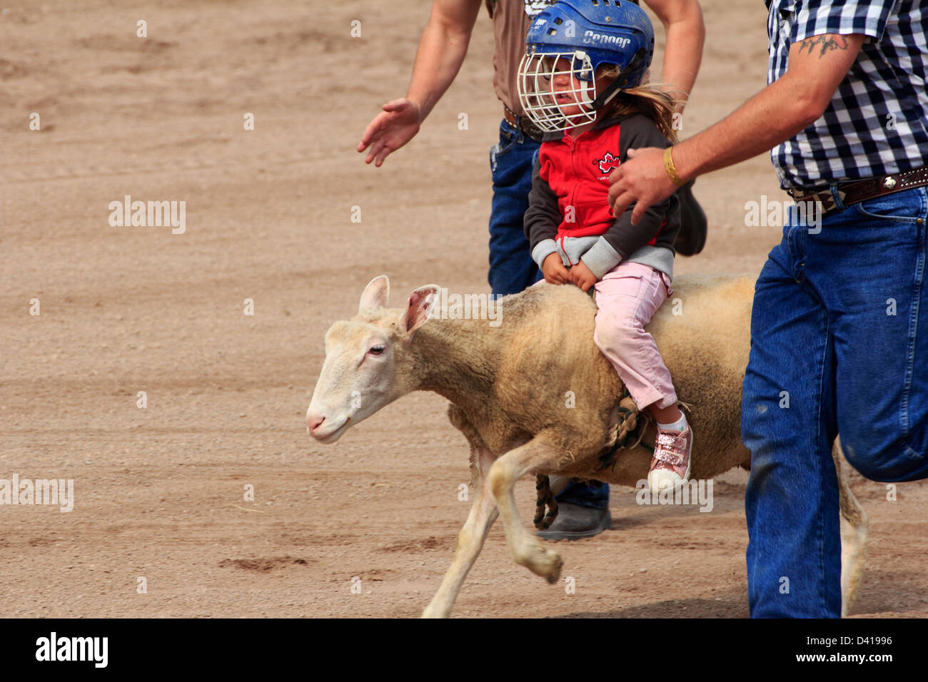 Un bambino le pecore di razza a County Fair Foto Stock