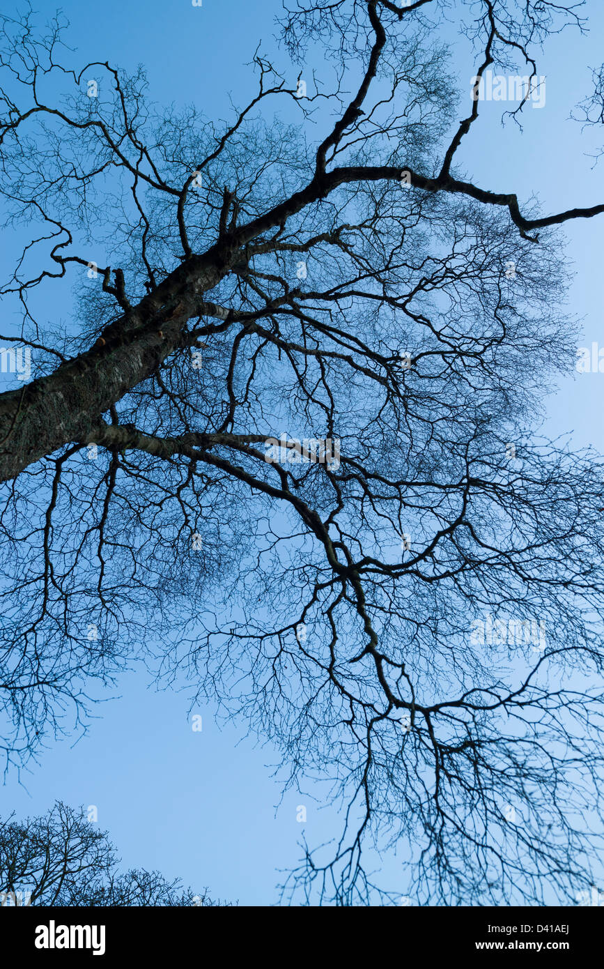 Struttura invernale contro un cielo blu Foto Stock