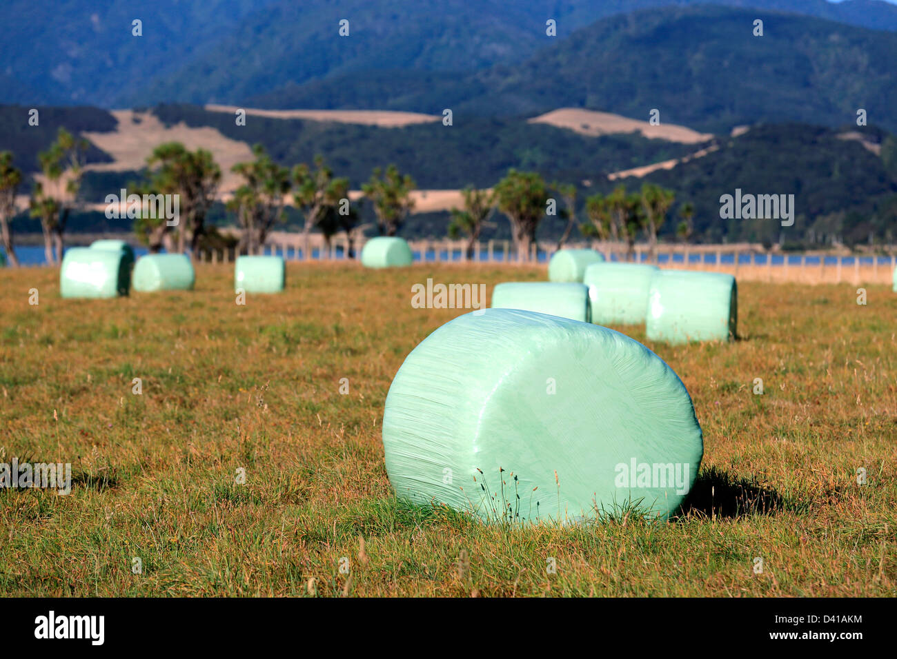 Avvolte in plastica di balle di fieno seduta nel paddock, usato per bestiame inverno e siccità feed. Foto Stock