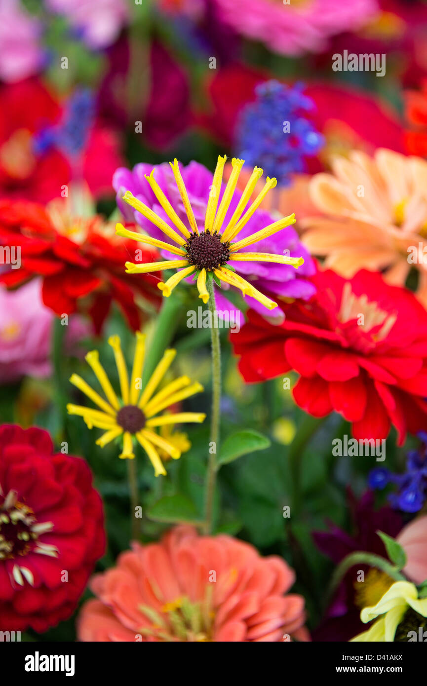 Fiori freschi recisi in un mercato degli agricoltori. Foto Stock