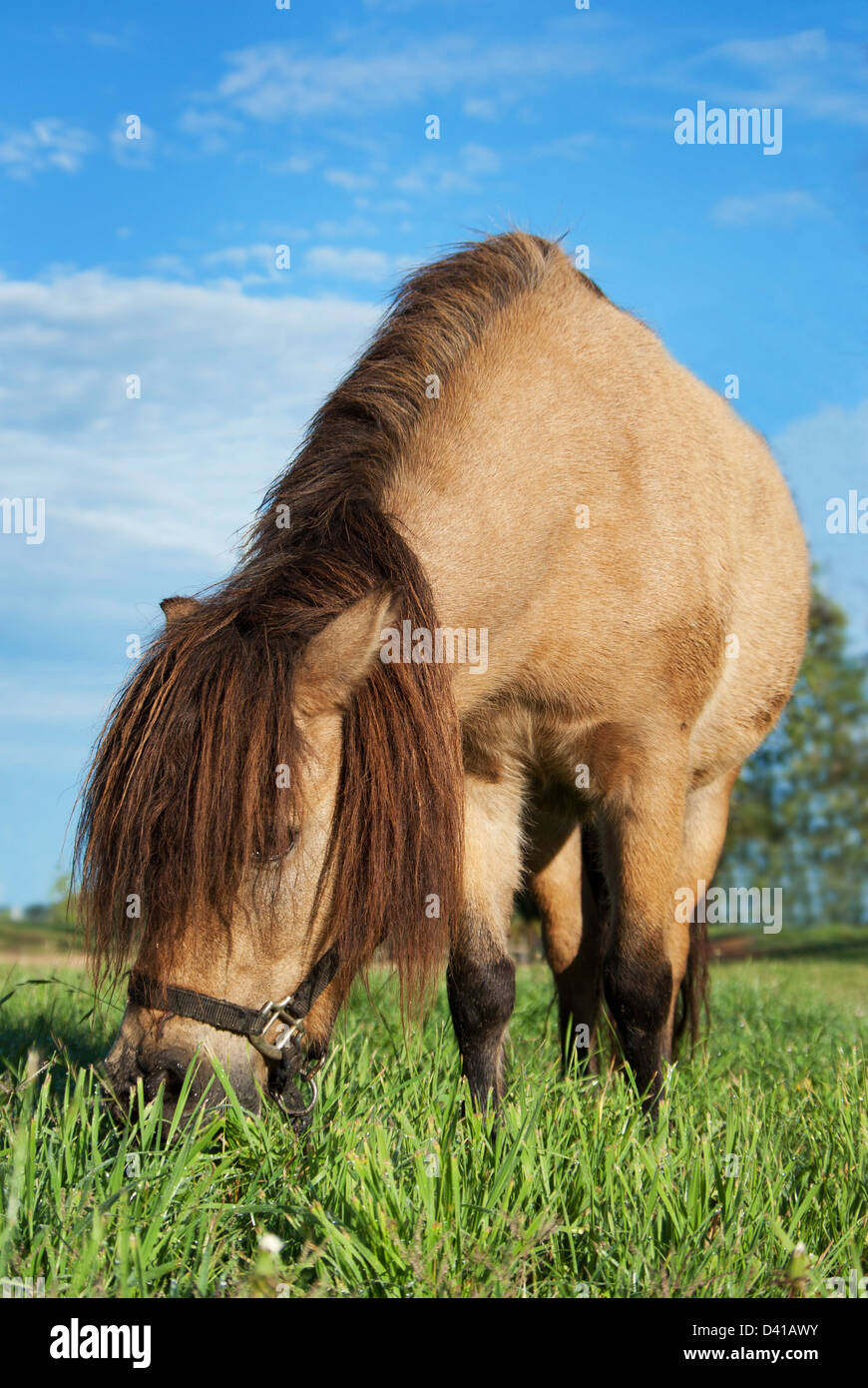 Cavallo di piccole dimensioni per mangiare il lussureggiante verde erba Foto Stock