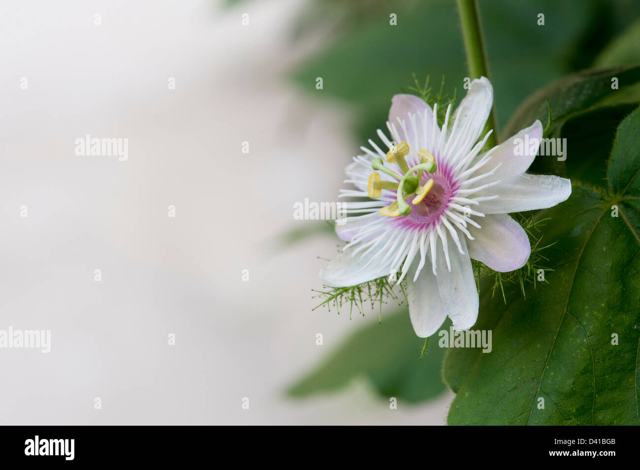 Passiflora Foetida . Passiflora puzzolente in India Foto Stock