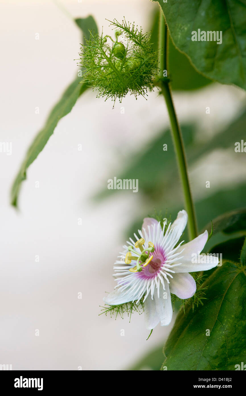 Passiflora Foetida . Passiflora puzzolente in India Foto Stock