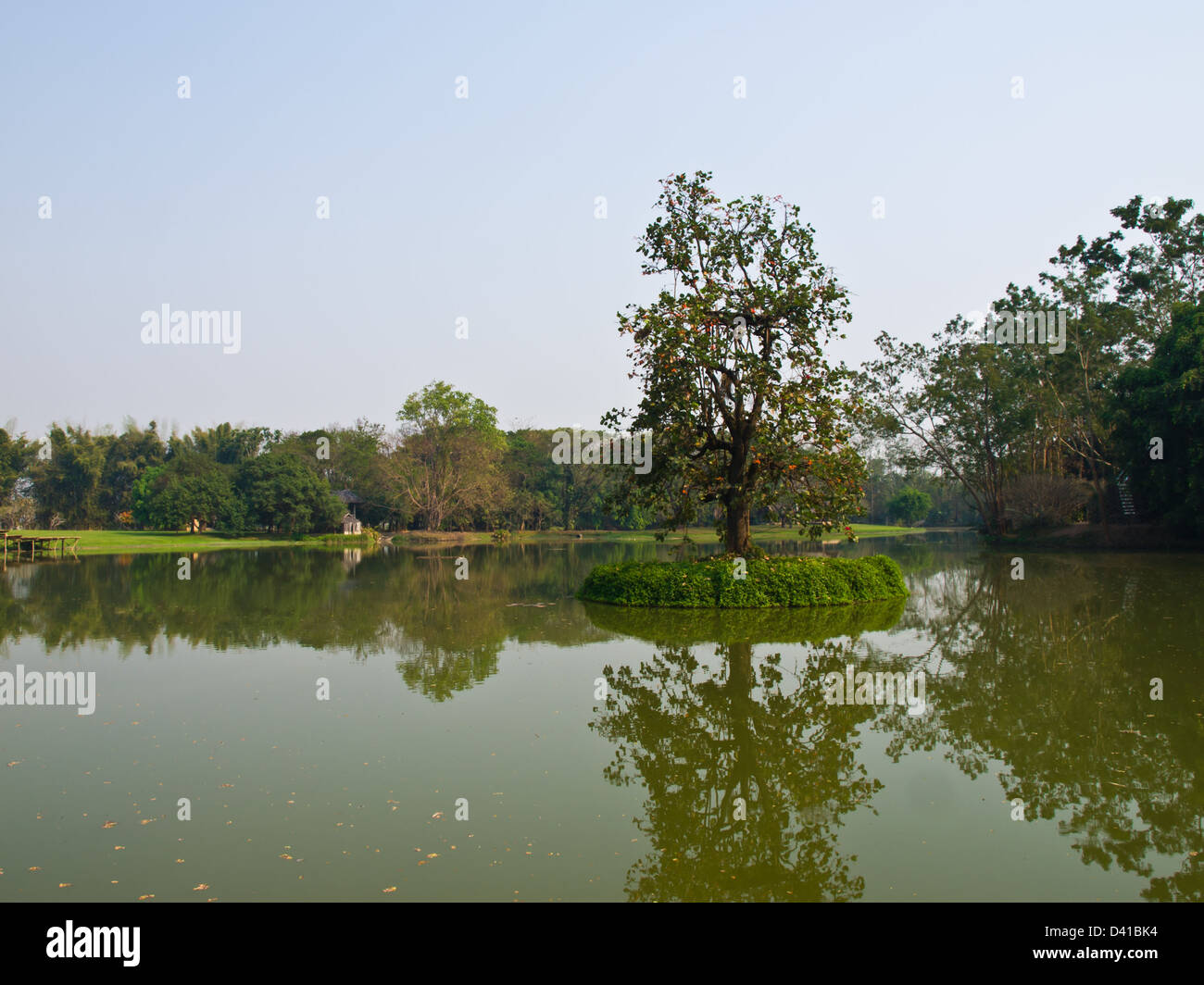 Un albero in un lago in Suan Mae Fah Luang, Chiang Rai, Thailandia Foto Stock