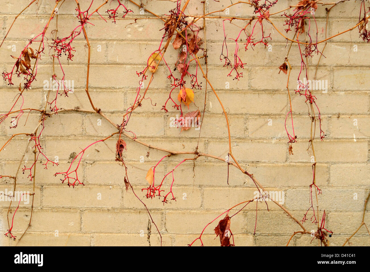 Viti sul muro esterno di un vecchio edificio in King Hill, Idaho. Foto Stock