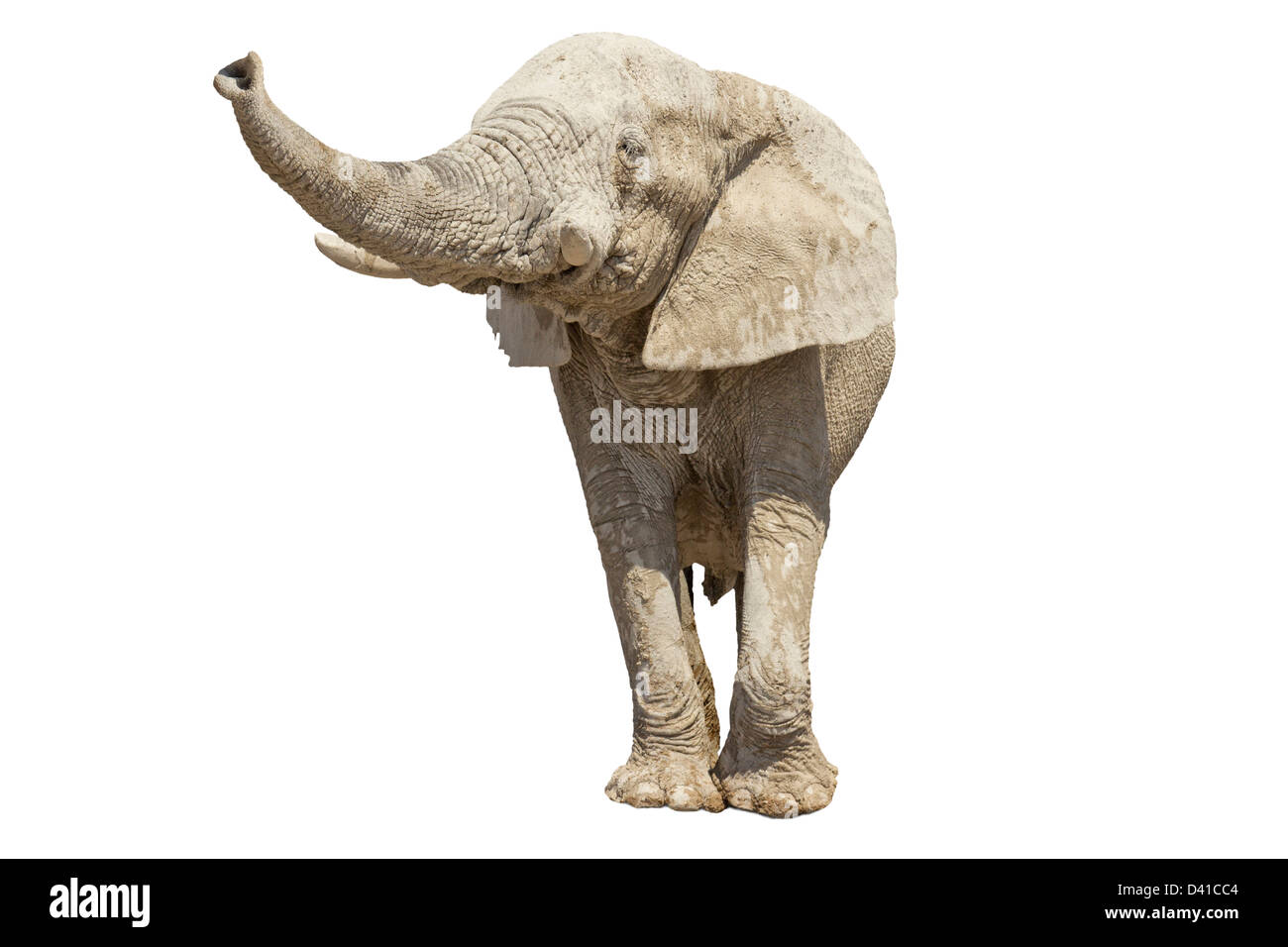 Elefante su sfondo bianco Foto Stock