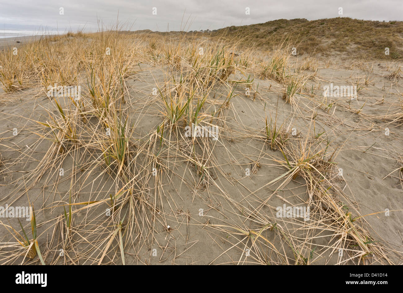 American Dune erba (Leymus mollis) su il ma-le'l dune, Humboldt Bay, Arcata, CALIFORNIA, STATI UNITI D'AMERICA Foto Stock