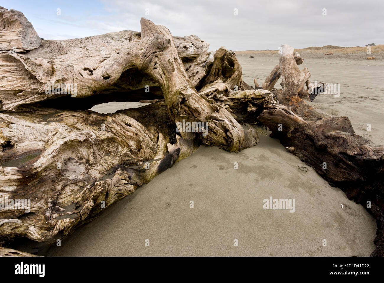 Lavate up giant driftwood, coast redwood tronco, pacifico sulla spiaggia sabbiosa di arcata, CALIFORNIA, STATI UNITI D'AMERICA Foto Stock
