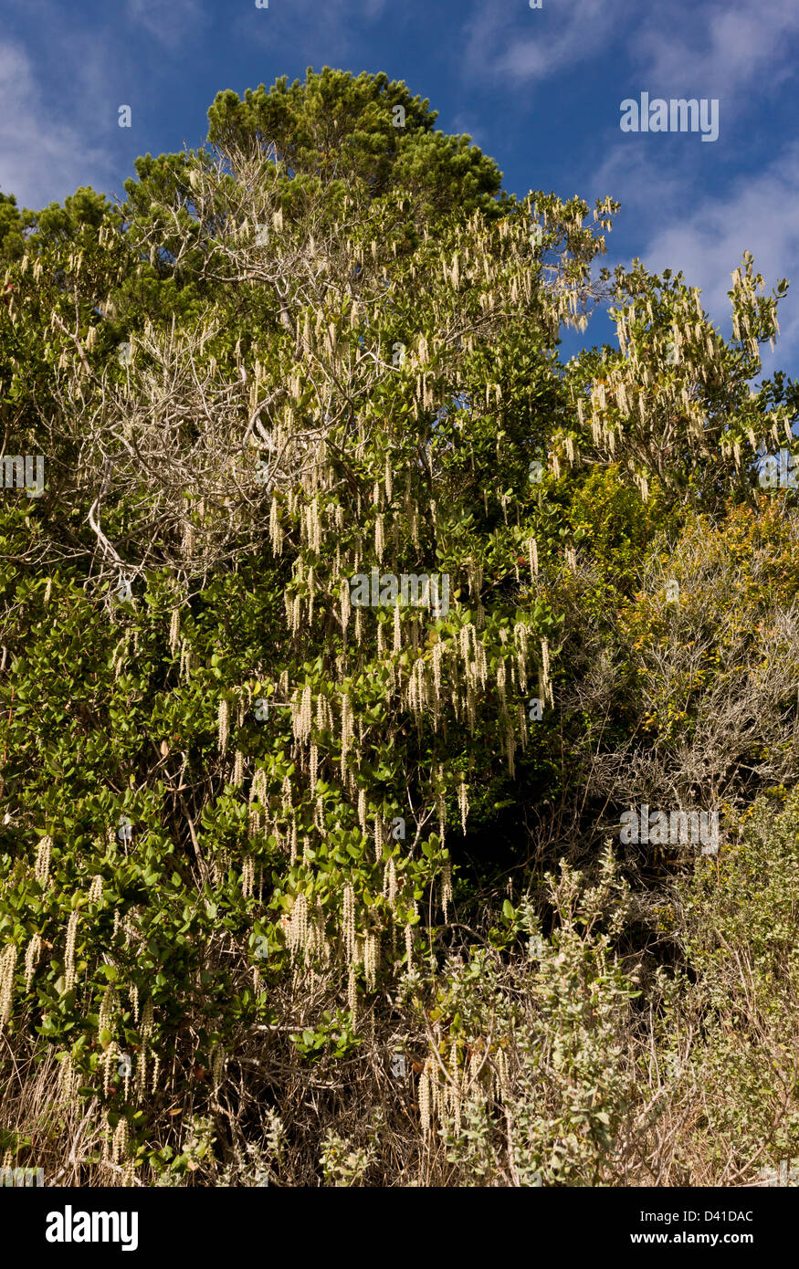 Amenti maschili di costa di seta in fiocco (Garrya elliptica) cresce in habitat naturale sulla costa della California, Stati Uniti d'America Foto Stock