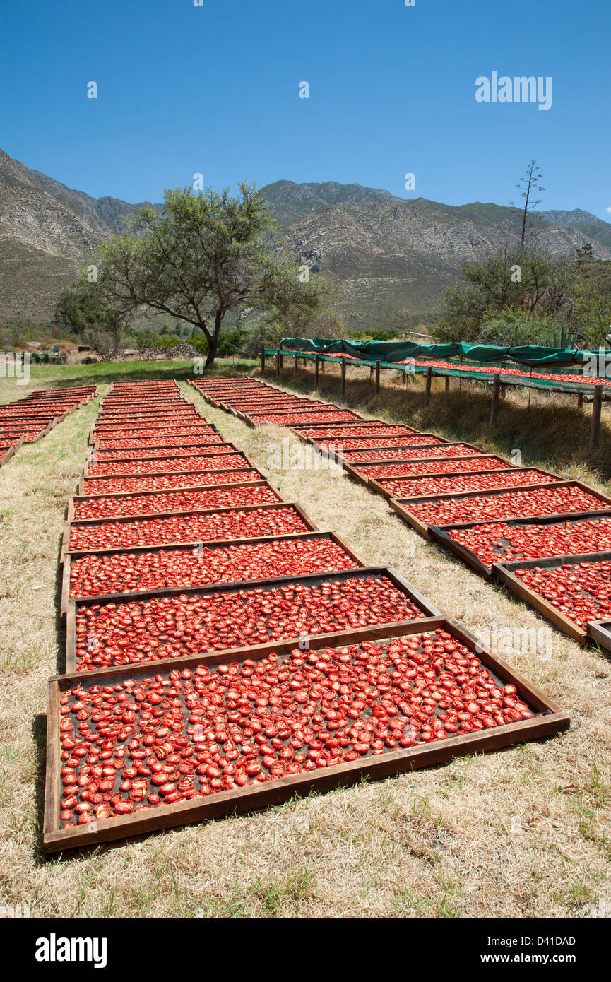 Pomodori appassimento sui graticci al sole su una farm di Montagu nella Western Cape Sud Africa Foto Stock