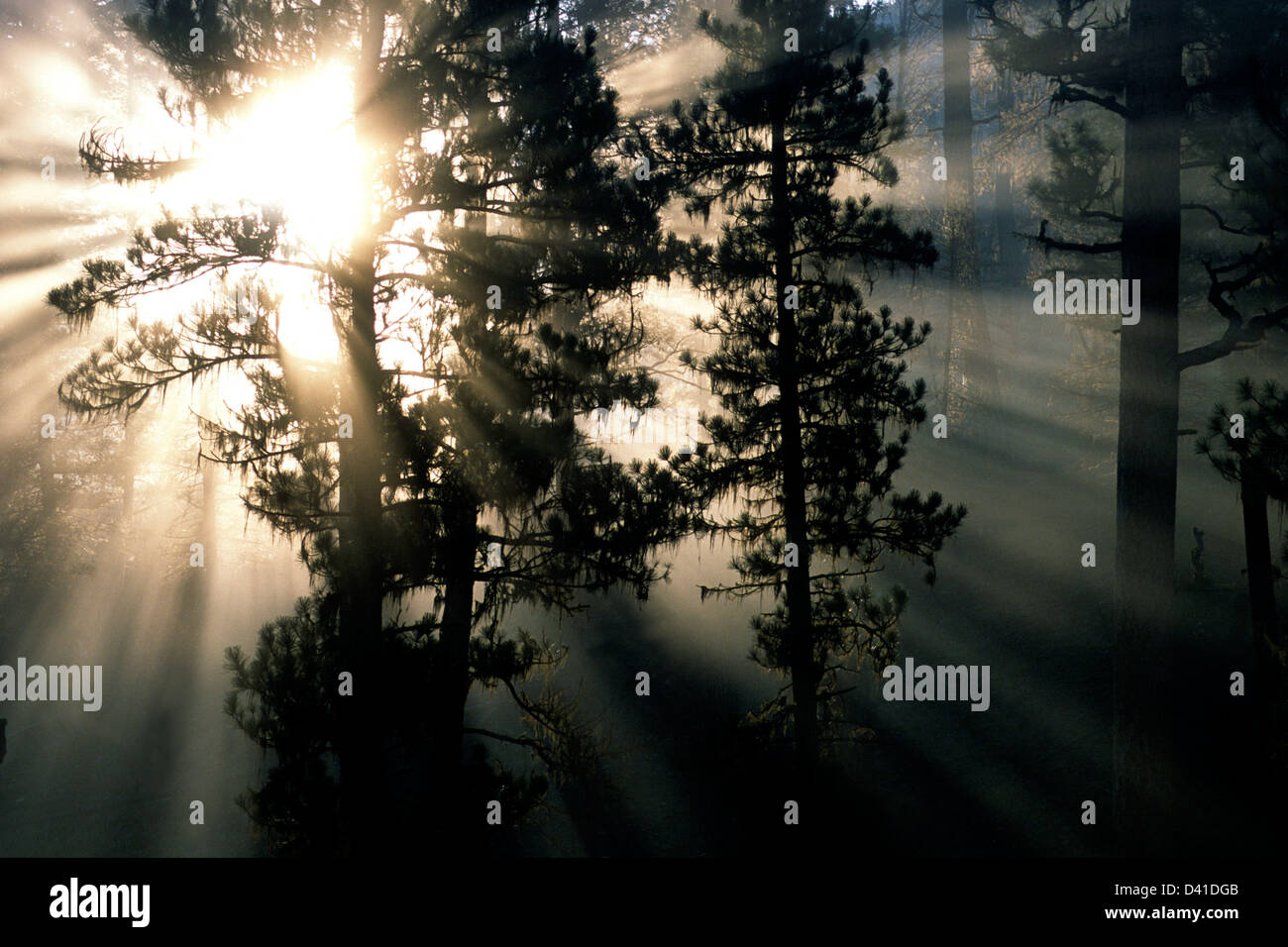Sunrise attraverso la nebbia in Ponderosa Pine Forest attraverso da Indian Creek sul Medio Forcella del fiume di salmoni, Idaho Foto Stock