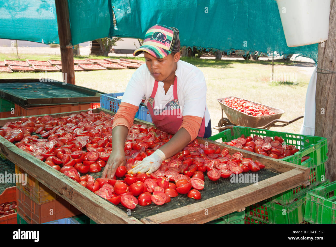 Lavoratore preparare appena raccolto i pomodori per essiccazione al sole. Frutta secca l'industria Foto Stock